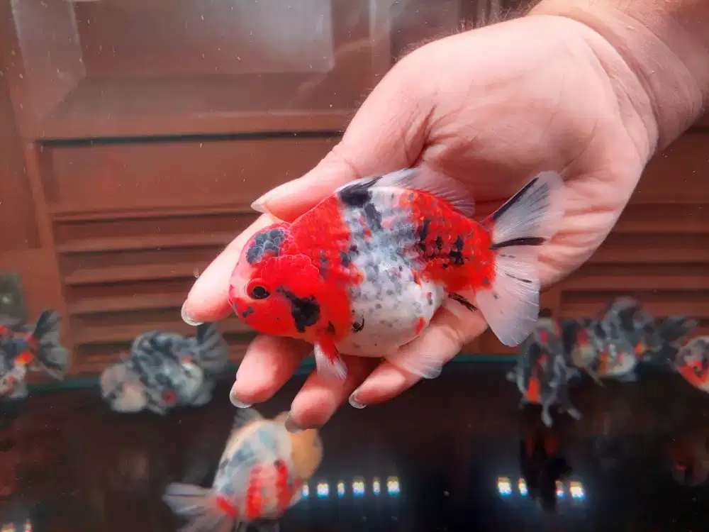 Ikan Mas Koki Oranda Short Tail Size 13 cm