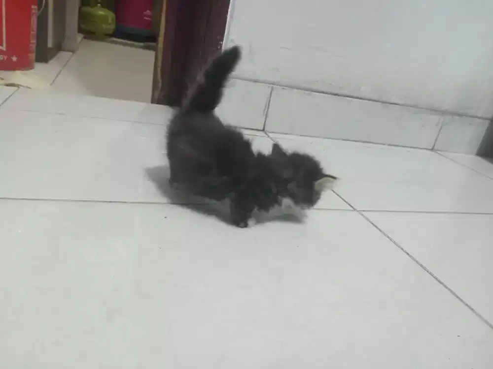 Jual kitten munchkin NS cebol pure