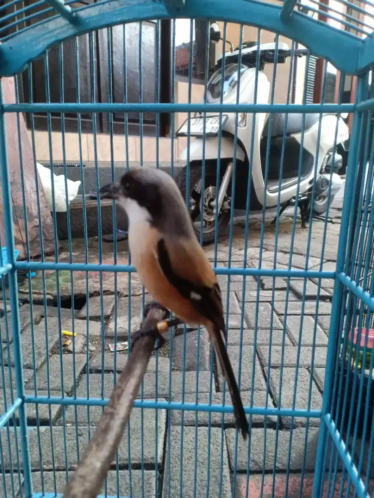 Cendet jinak portot fulset