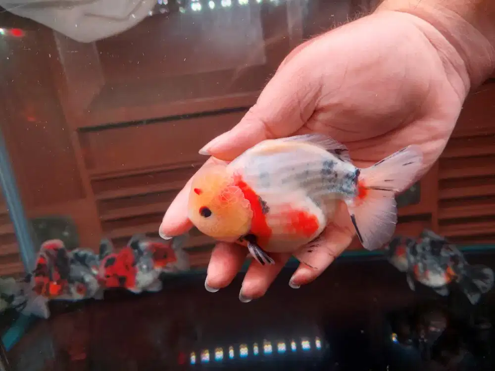 Ikan Mas Koki Oranda Short Tail Size 13 Cm