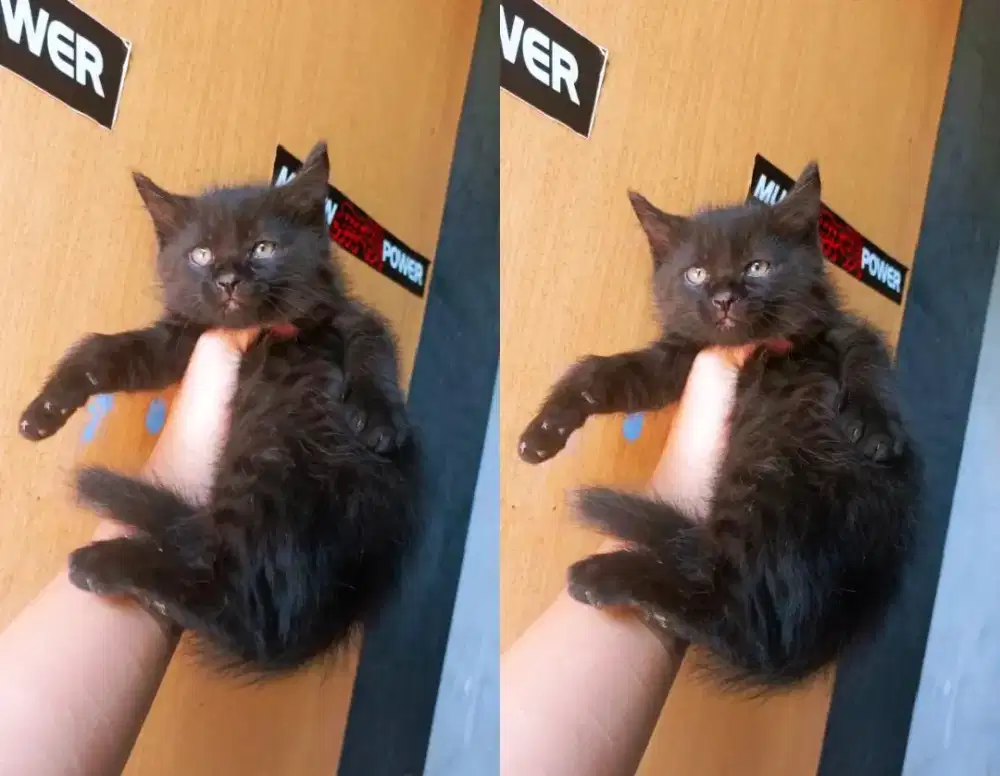 Kitten Persian medium