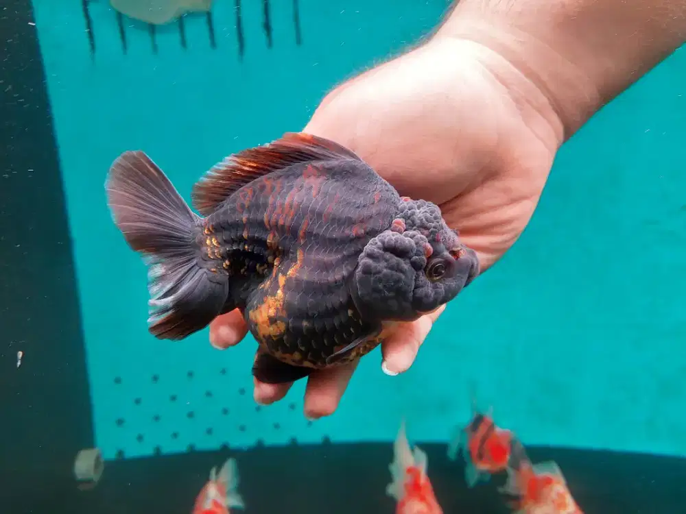 Ikan Mas Koki Oranda Short Tail Size 15 Cm