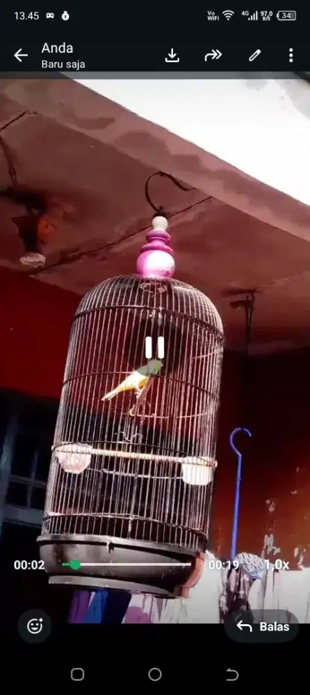 Kenari gacor fullset bisa dikirim