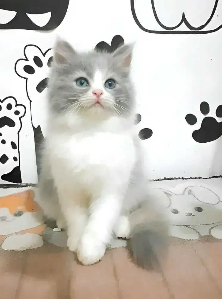 Kitten persia betina