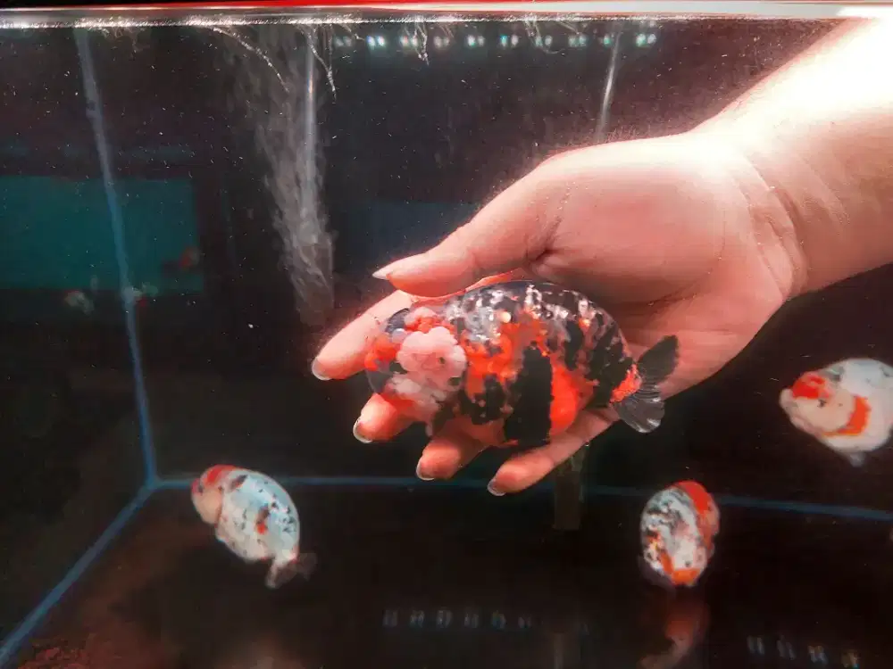 Ikan Mas Koki Ranchu Calico Tiny Tail Size 12 Cm