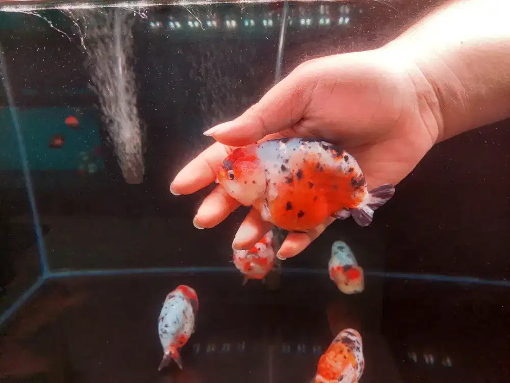 Ikan Mas Koki Ranchu Calico Tiny Tail Size 12 Cm