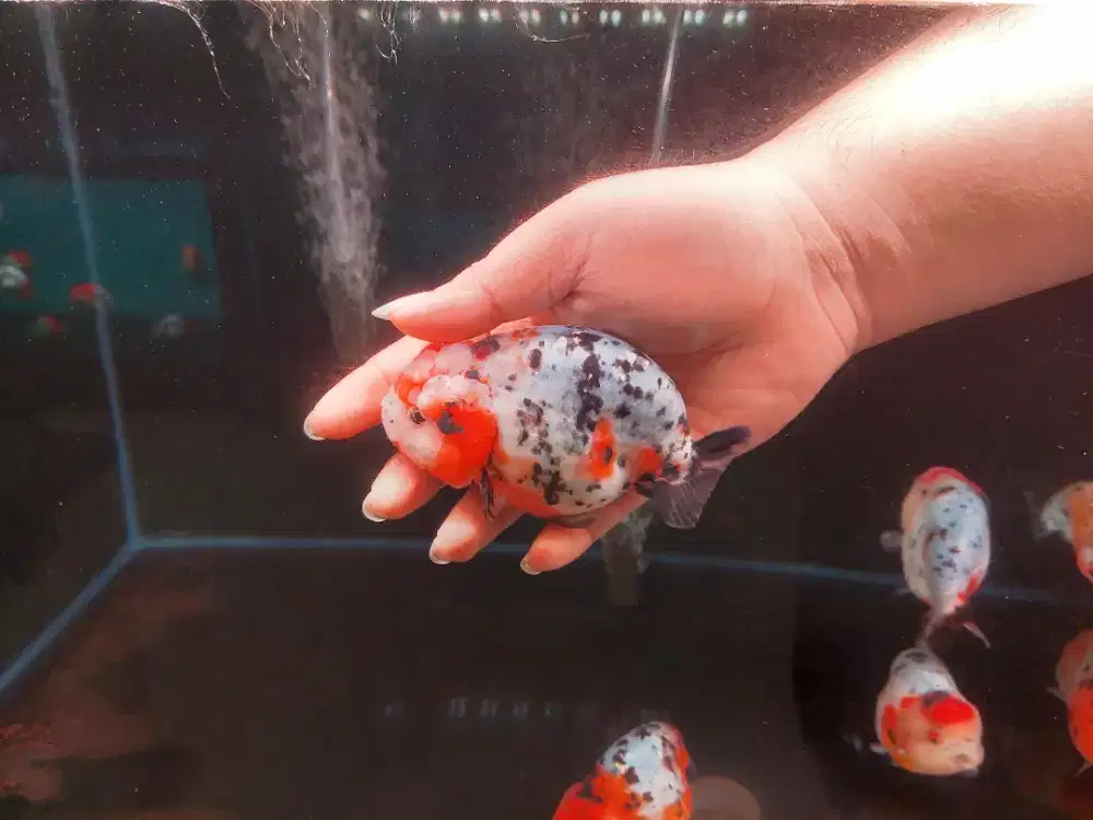 Ikan mas Komi Ranchu Calico Tiny Tail Size 12 Cm