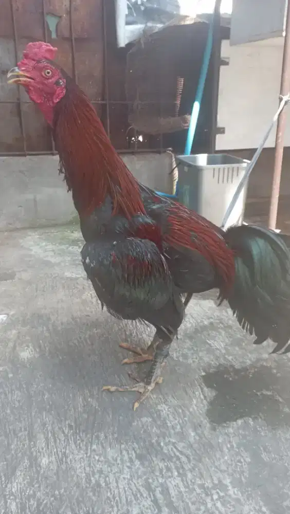 AYAM BANGKOK 2 EKOR