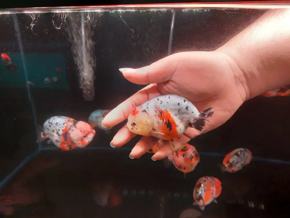 Ikan Mas Koki Ranchu Calico Tiny Tail size 12 Cm