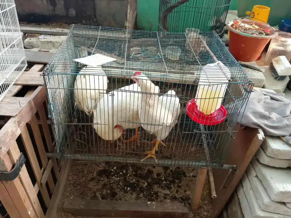Ayam 3 ekor sama kandangnya