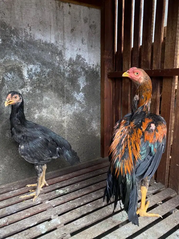 Sepasang Ayam Ekor Lidi (ORI)