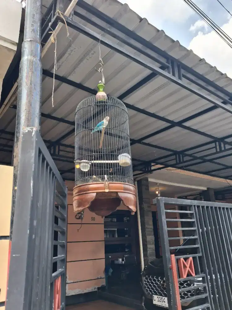 Jual cepat labet grecek full aet