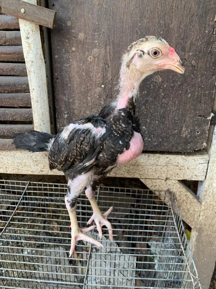 Anakan ayam silangan shamo eropa x bangkok