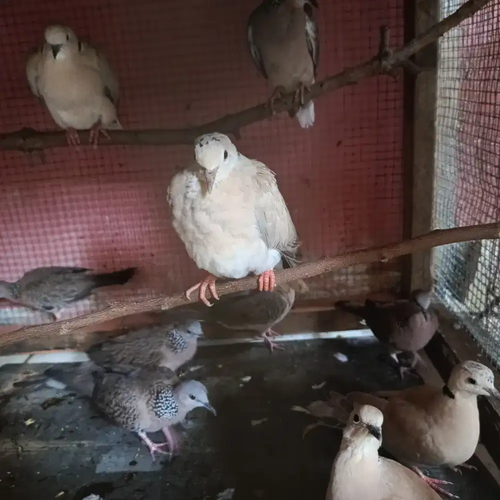 Jual burung puter pelung