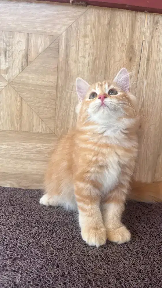 LA Persia Betina Super gembull