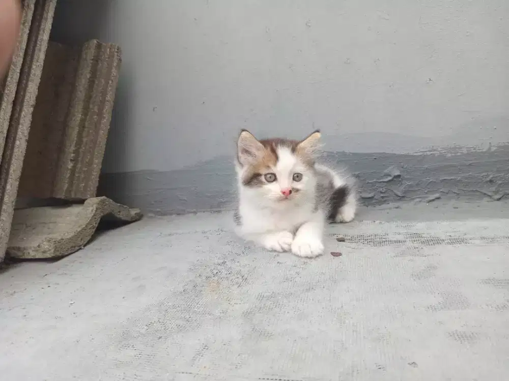 Jual kitten persia NS pure