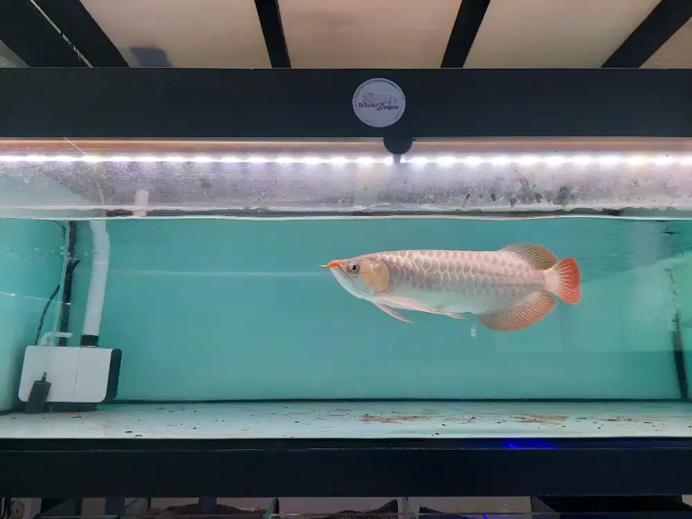 Arwana Super Red Size 35 Cm