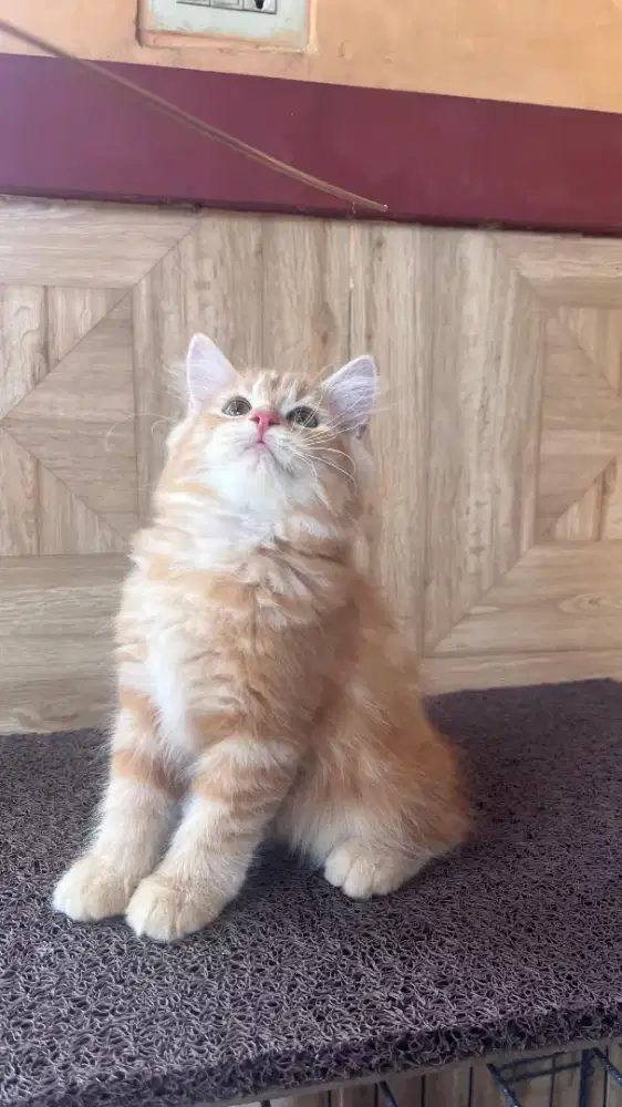 LA persia Betinaa super cantikk