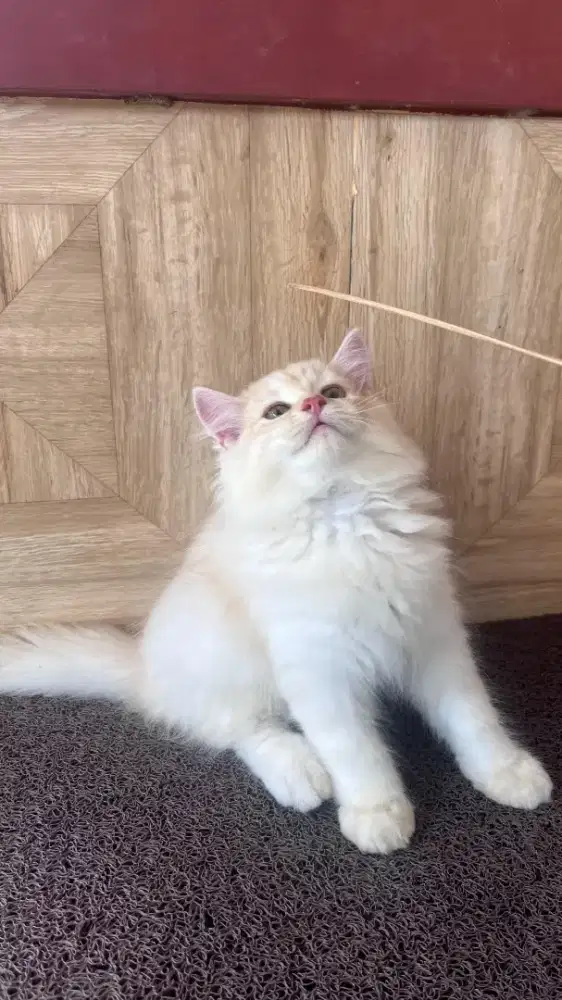 LA persia jantan big bone