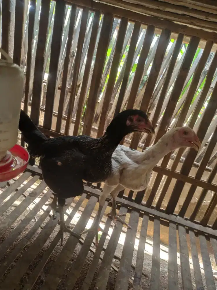 ayam betina Mangon kaki ijo