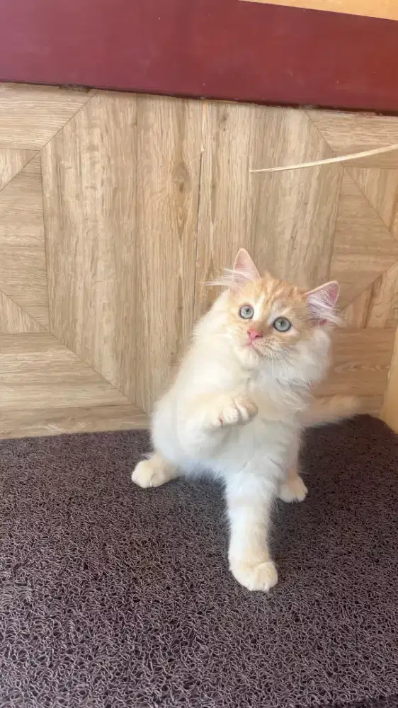 LaA persia Betina imutt