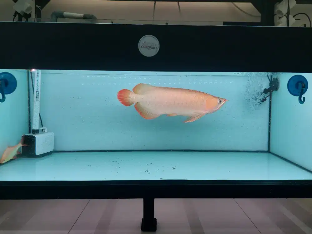 Arwana Super Red Size 50 Cm