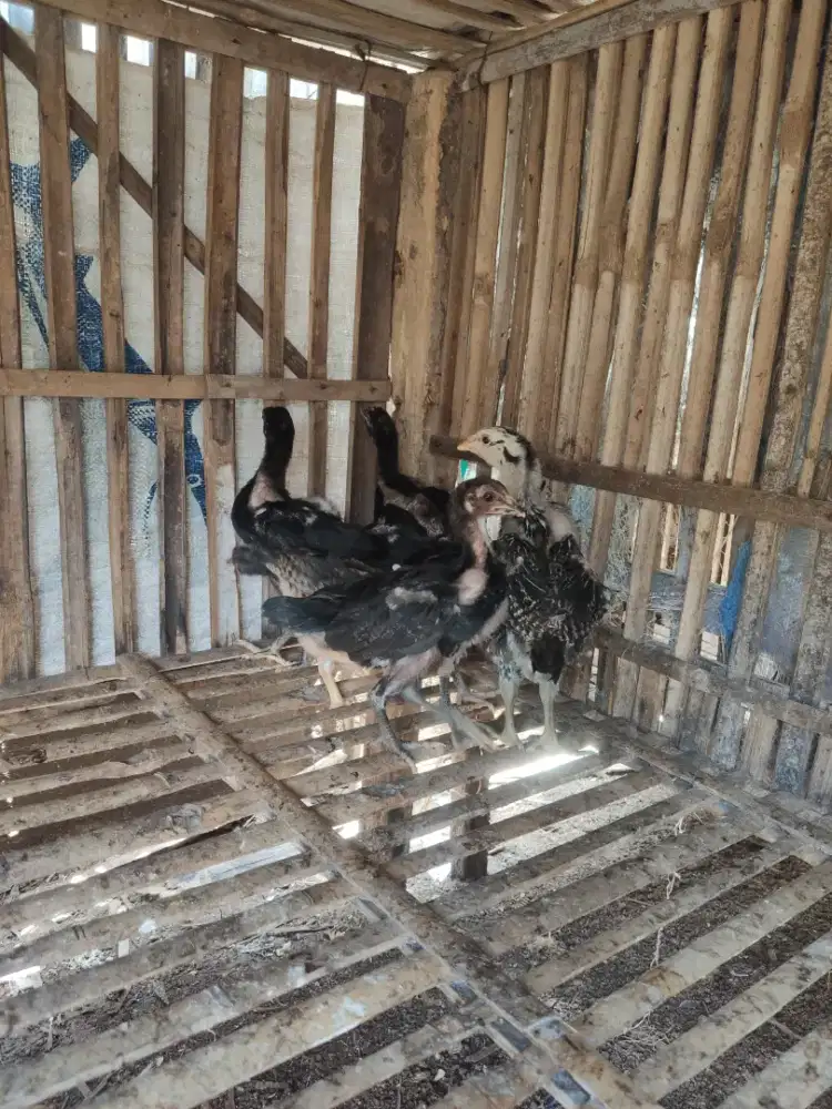 anak ayam Mangon 7 ekor