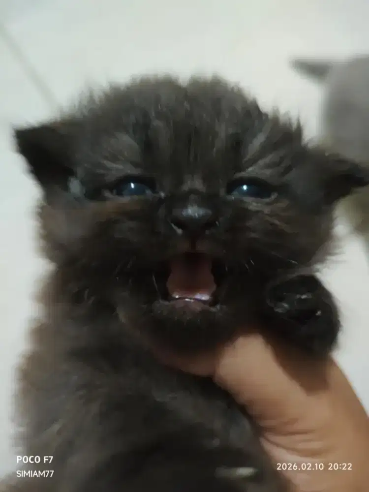 Kucing Persia mix Himalaya