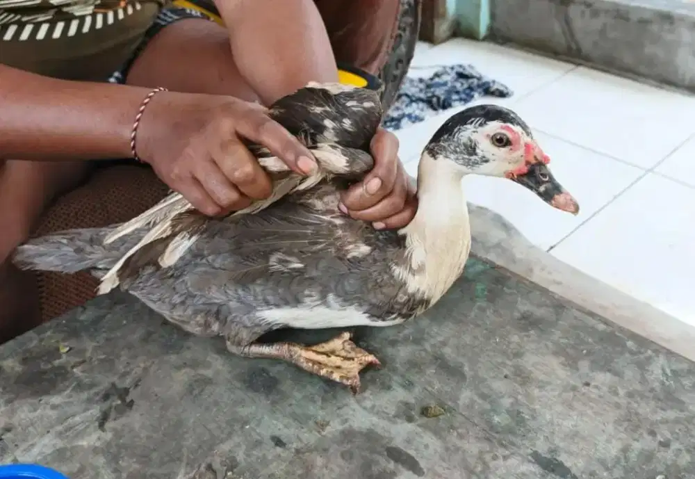 Entog muda untuk yang jiwa muda