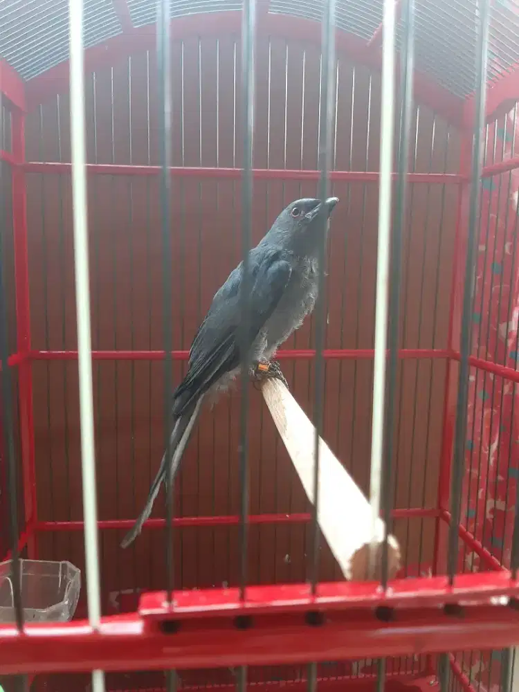 Srigunting abu purtotal