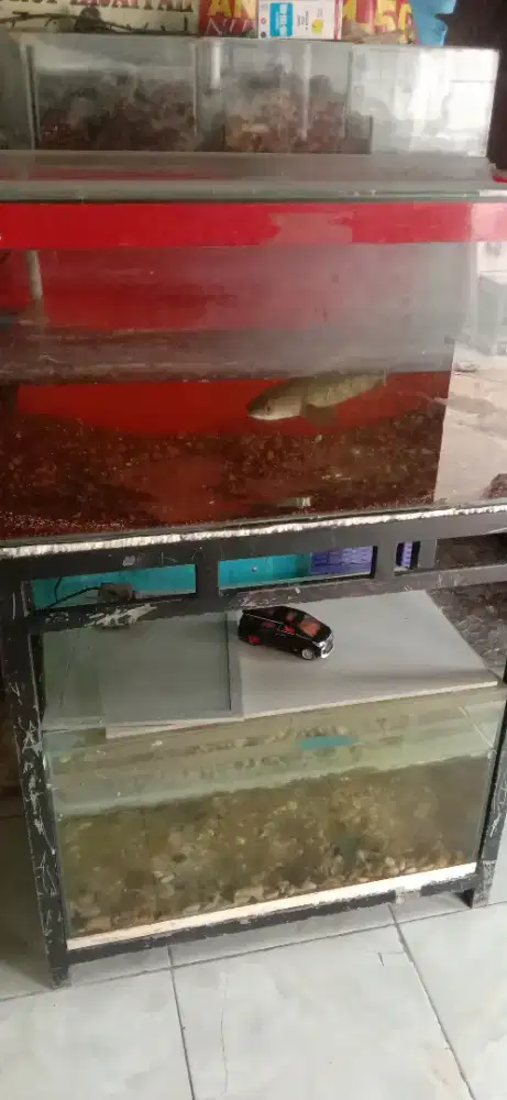 di jual ikan Cana red Barito
