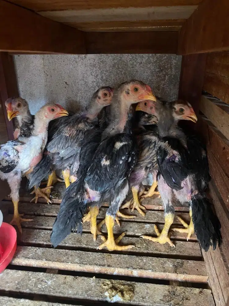 Ayam Ekor Lidi (ORI)