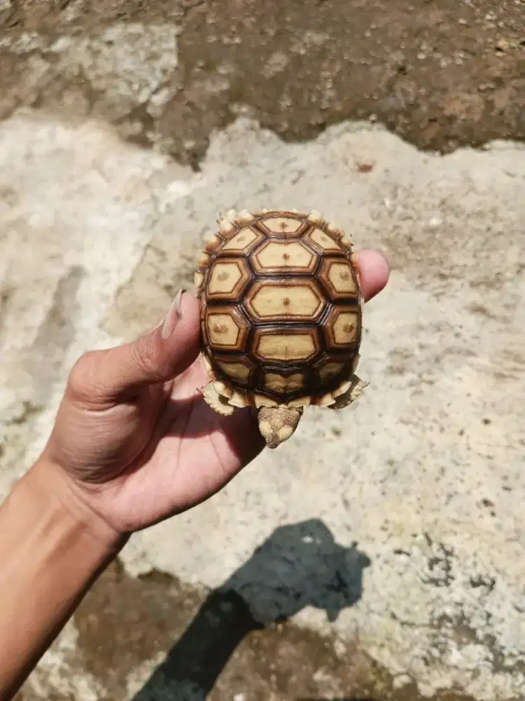 KURA KURA DARAT SULCATA