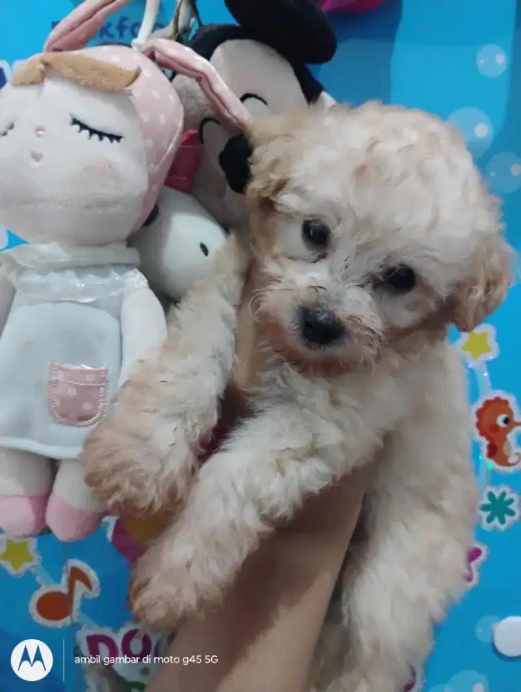 Anjing Poodle Pure 1,5 bulan lucu