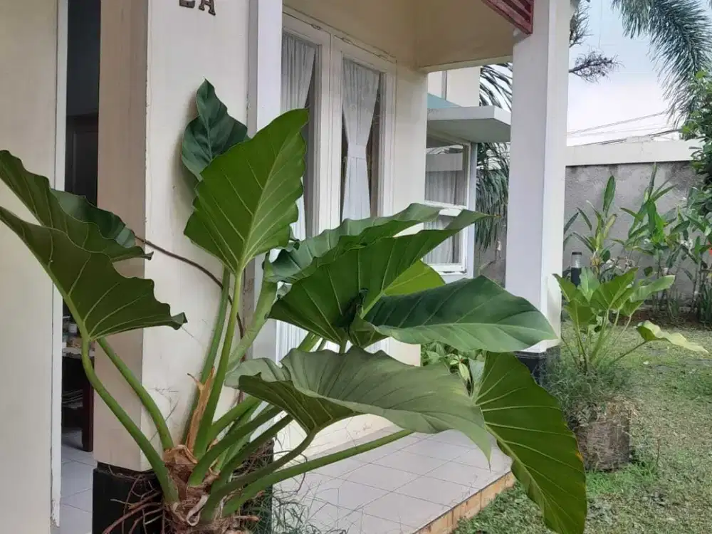 Cinere krukut rumah 1 lantai luas dekat pintu tol