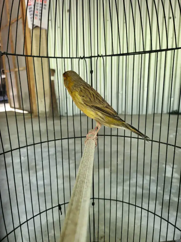 Kenari f1ys jantan gacor