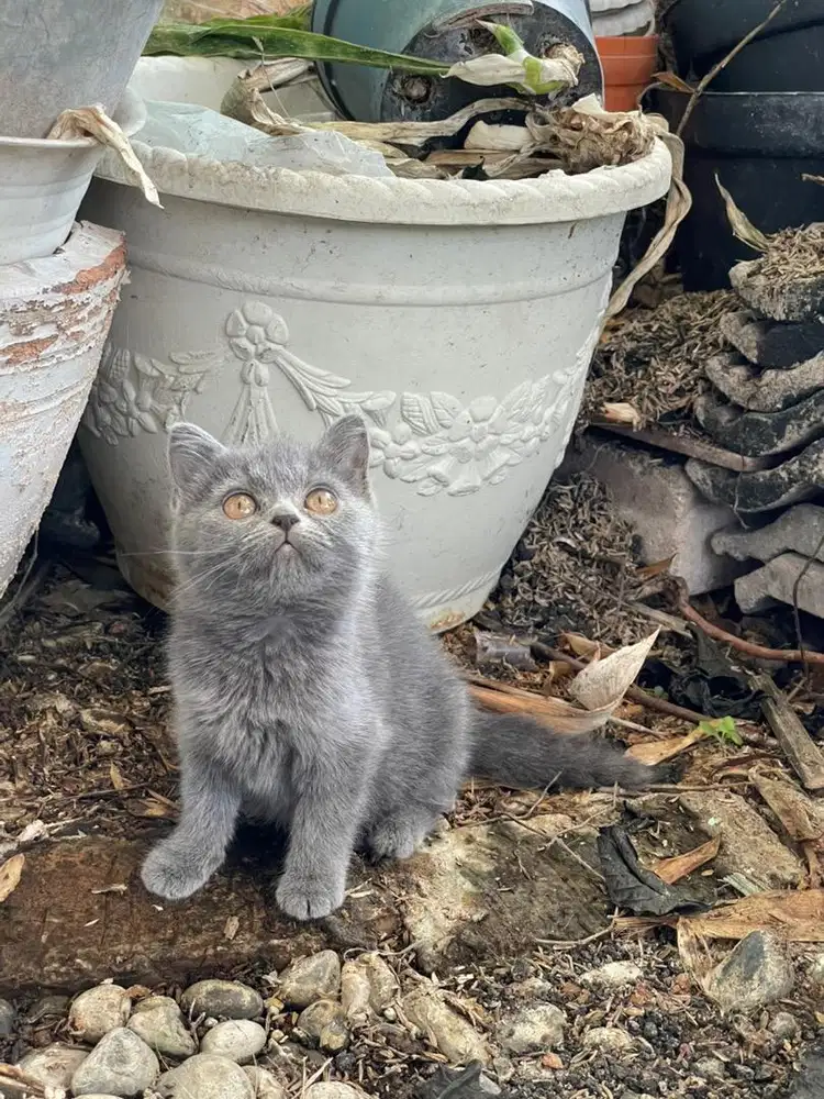 Bsh betina 3bln body bantet