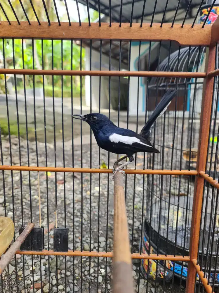 Kacer jawa jantan gacor cocok buat klangenan