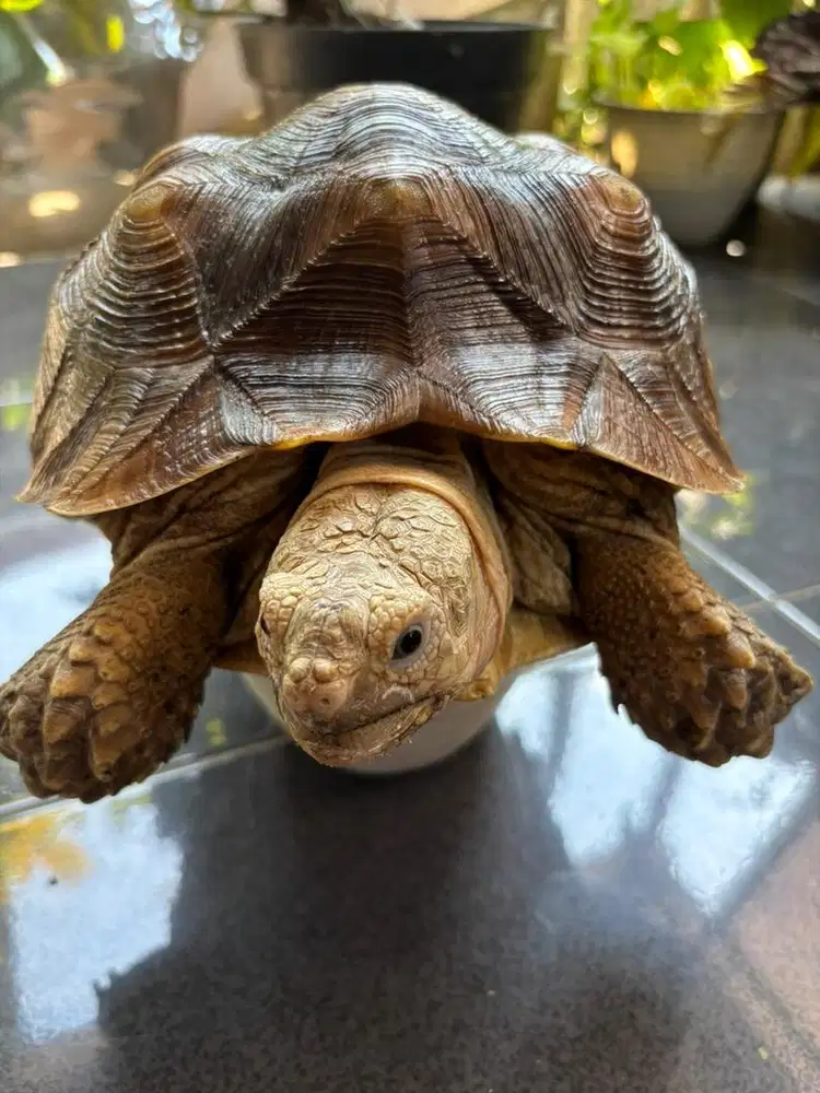Sulcata betina 30cm