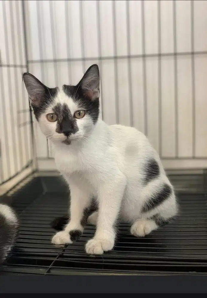 Kucing mixdome jantan