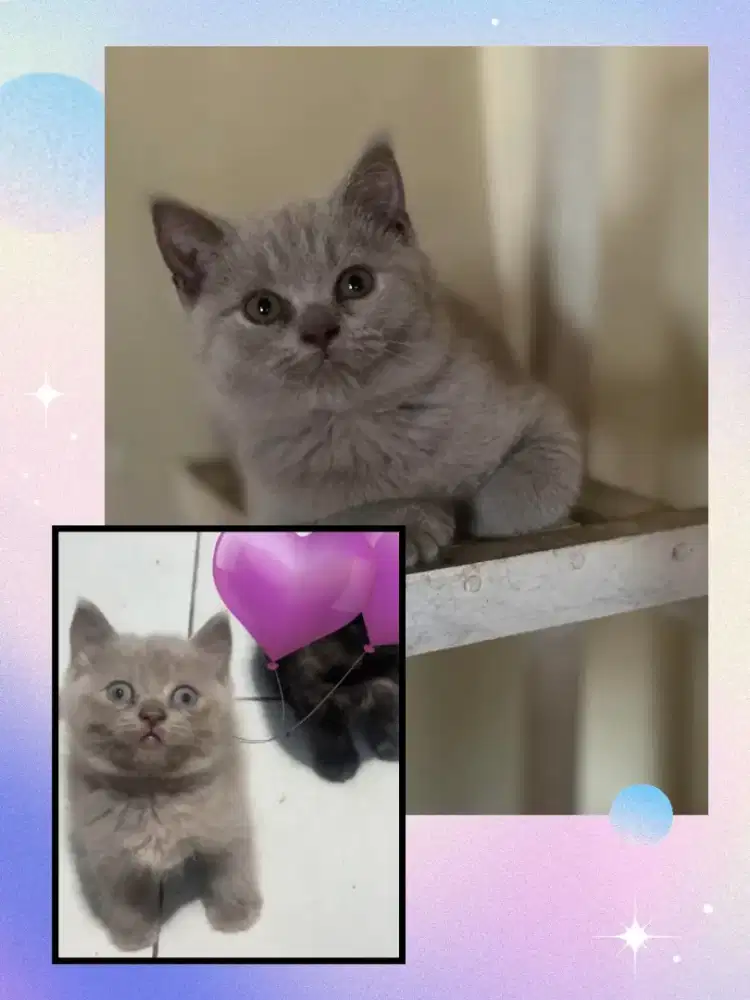 BSH Lilac Female Carier Cinnamon