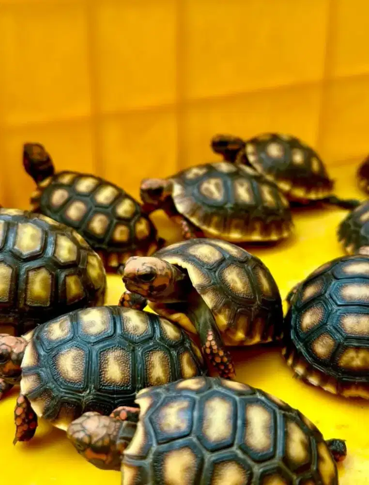 kura darat Cherry head 6cm kepala pedes