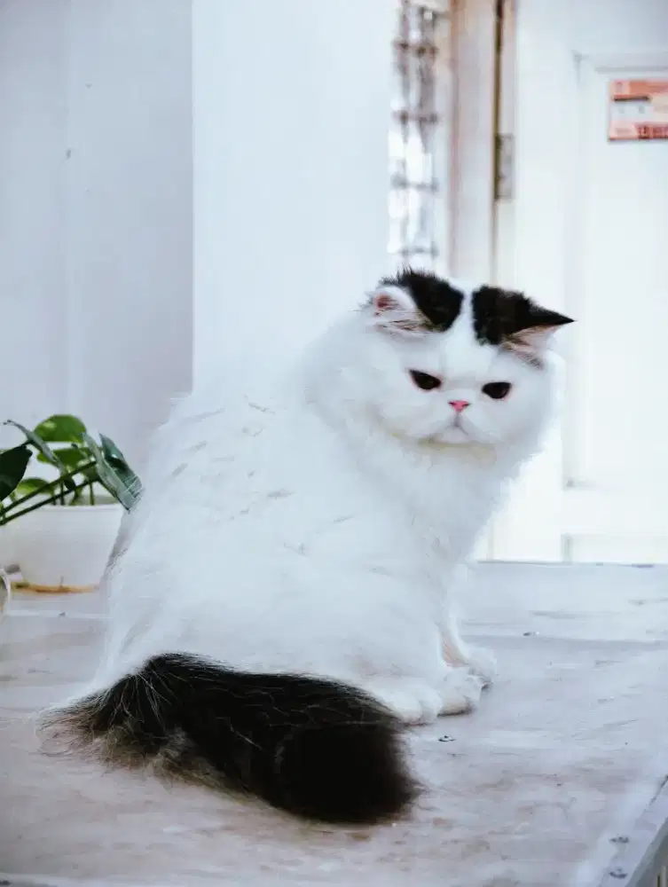 Kucing persia peaknose LH bagus kualitas