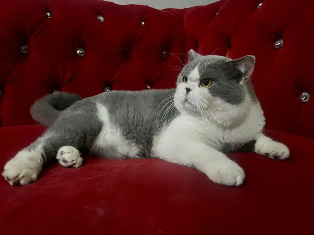 British Short Hair Blue Bicolor Ped CFA WCF