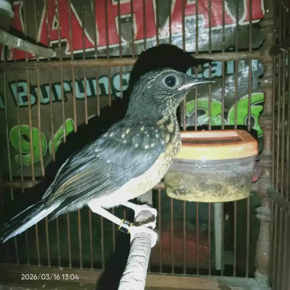 Murai trotol trah ekor klewer