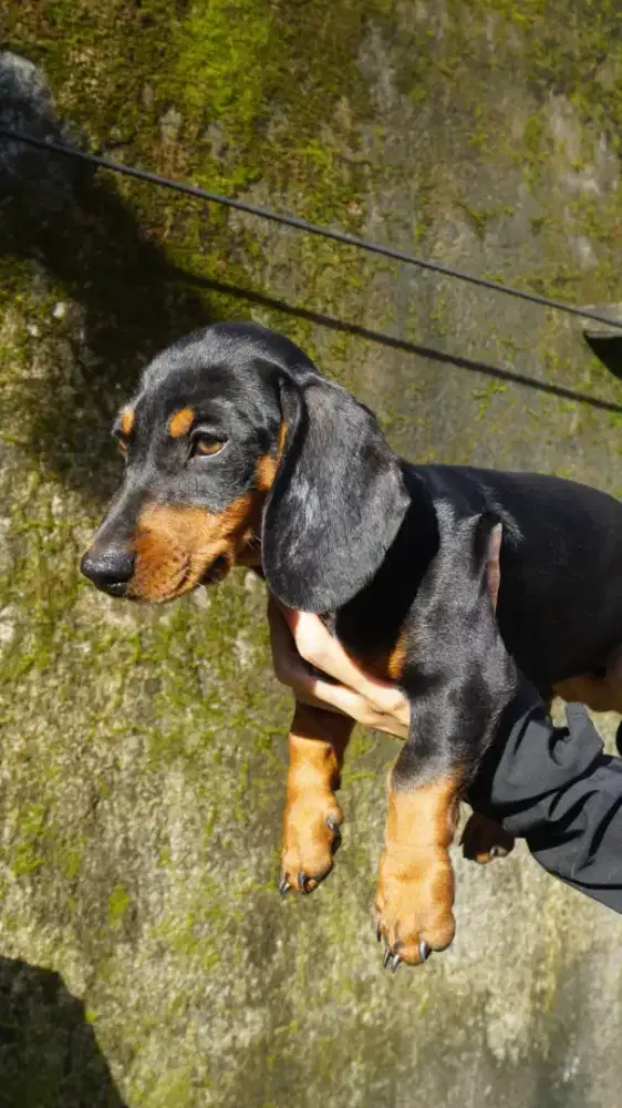 Tekkel puppy choco n black