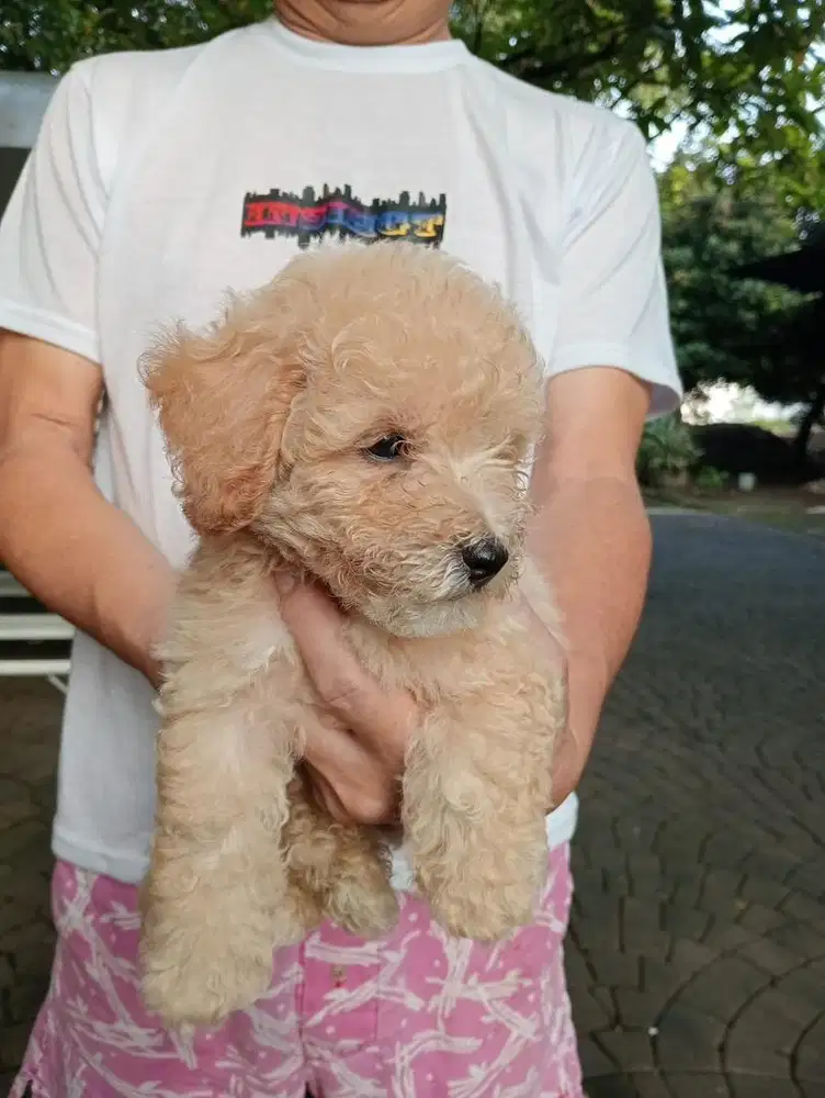 ANAK ANJING ( PUPPY ) Poodle x Bichon INDUKAN PREMIUM MURAH