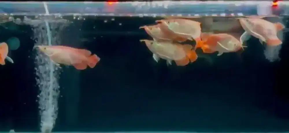 Arowana Super Red SB Size 18cm