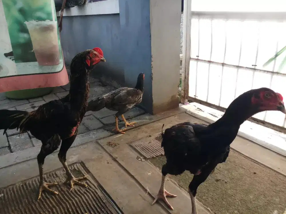 Dijual ayam bangkok mangon