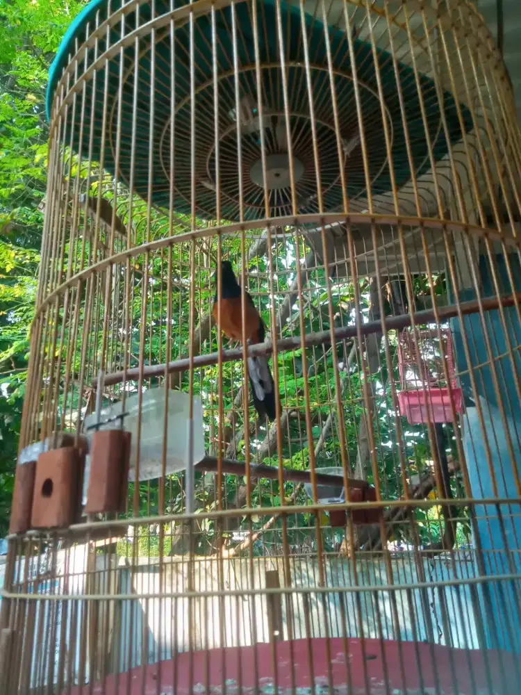 Jual murai Medan mapan lagi dokor fs